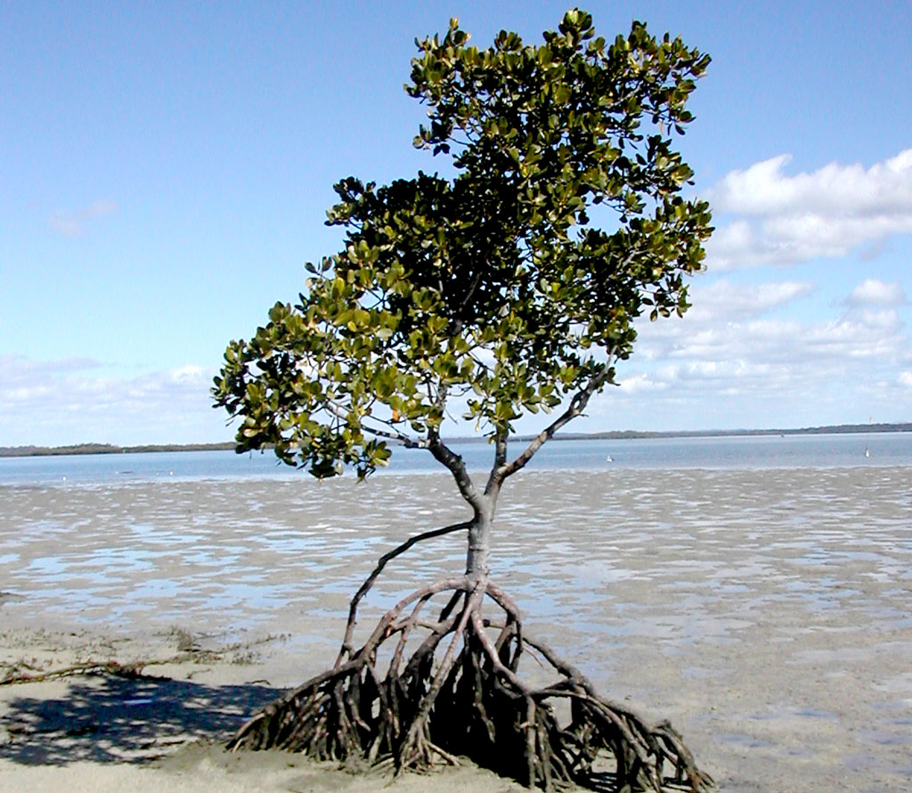 Rhizophora stylosa - Stilted Mangrove